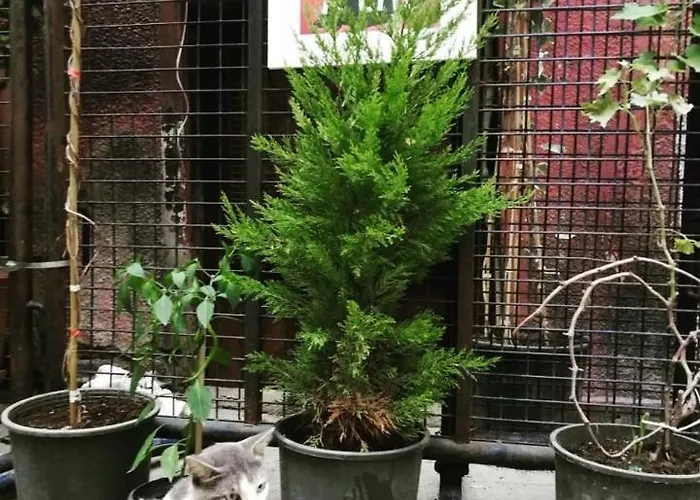 Gafa Garden & - Great Location Vandrerhjem *