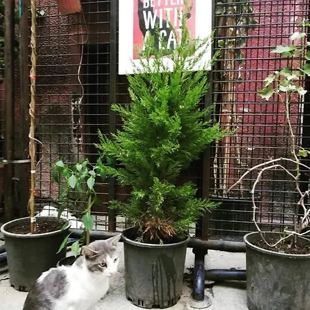 Gafa Garden Vandrerhjem *